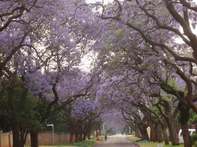 Goodey'S Guesthouse Pretoria-Noord Exteriör bild